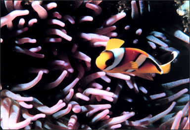 20110307-NOAA reef fish clownfish 2053.jpg